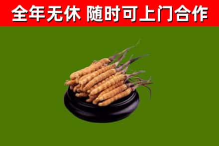 汉川回收散虫草